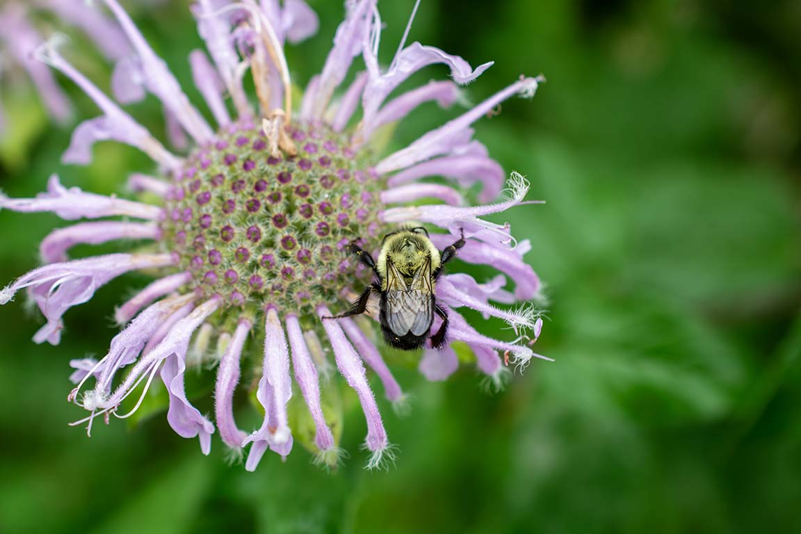 native bee