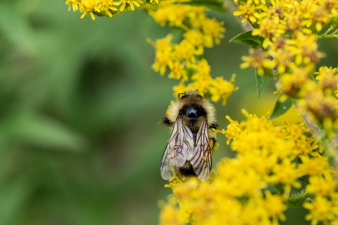 native bee