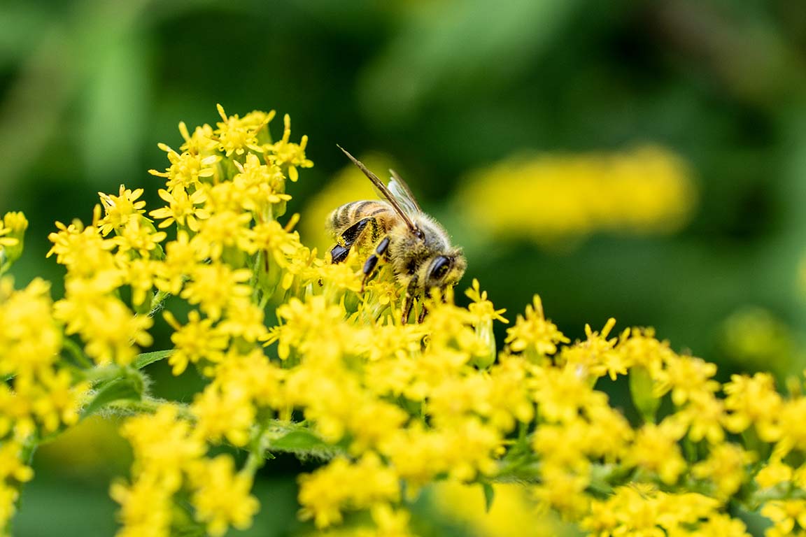 native bee