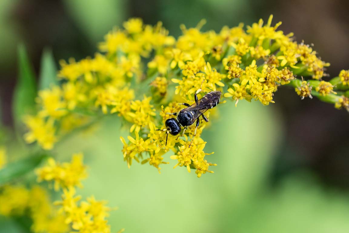 native bee