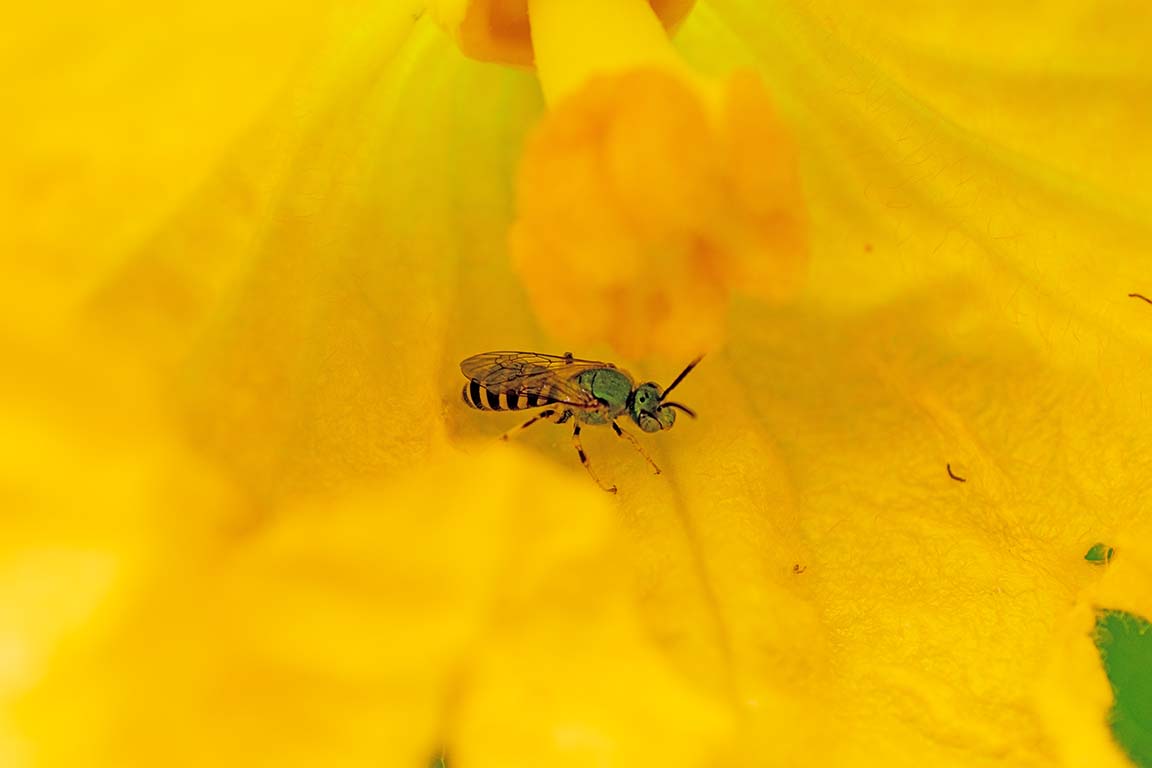 native bee