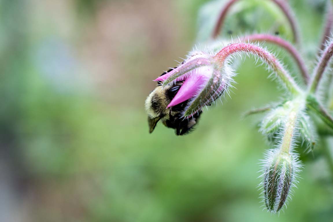 native bee