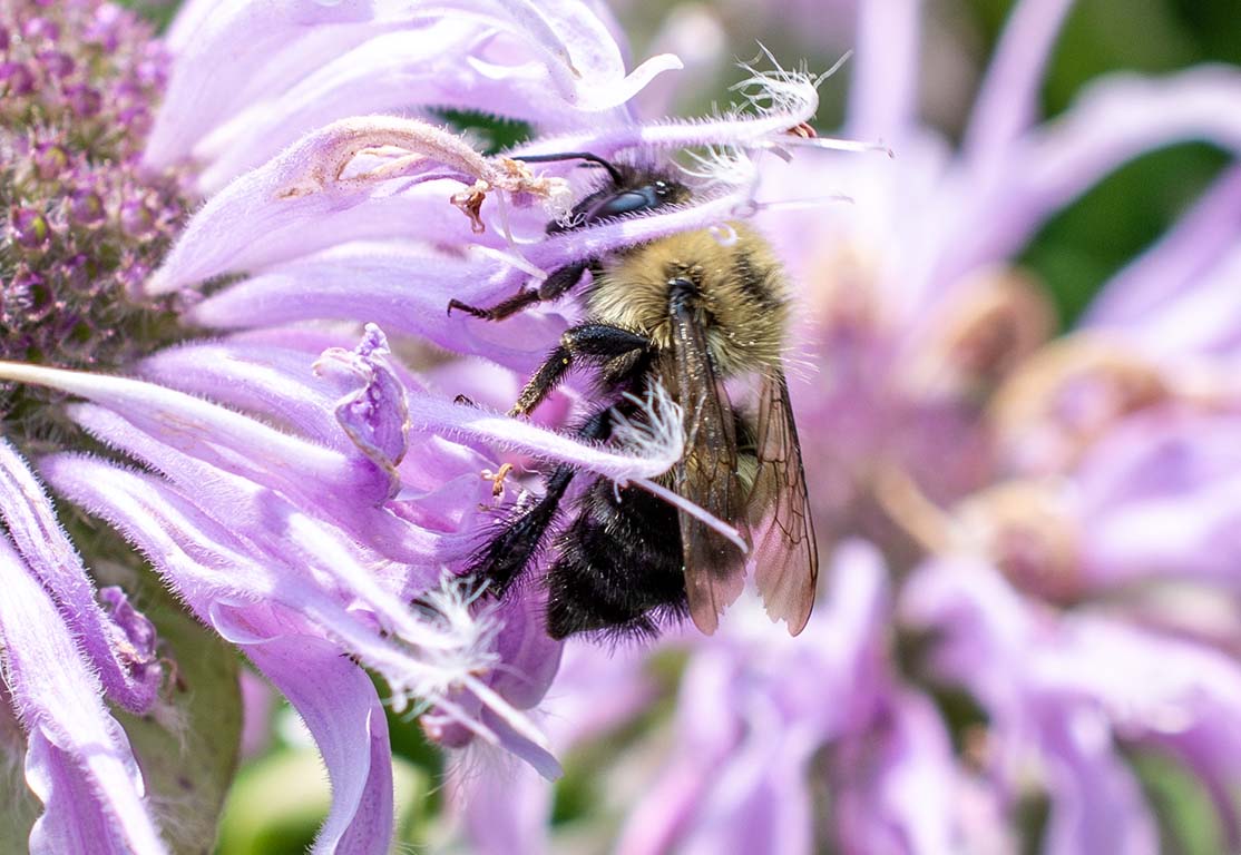 native bee