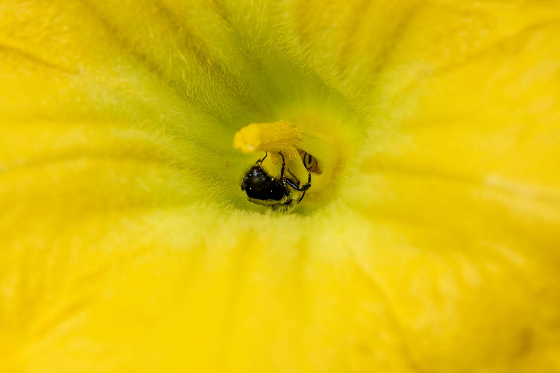native bee
