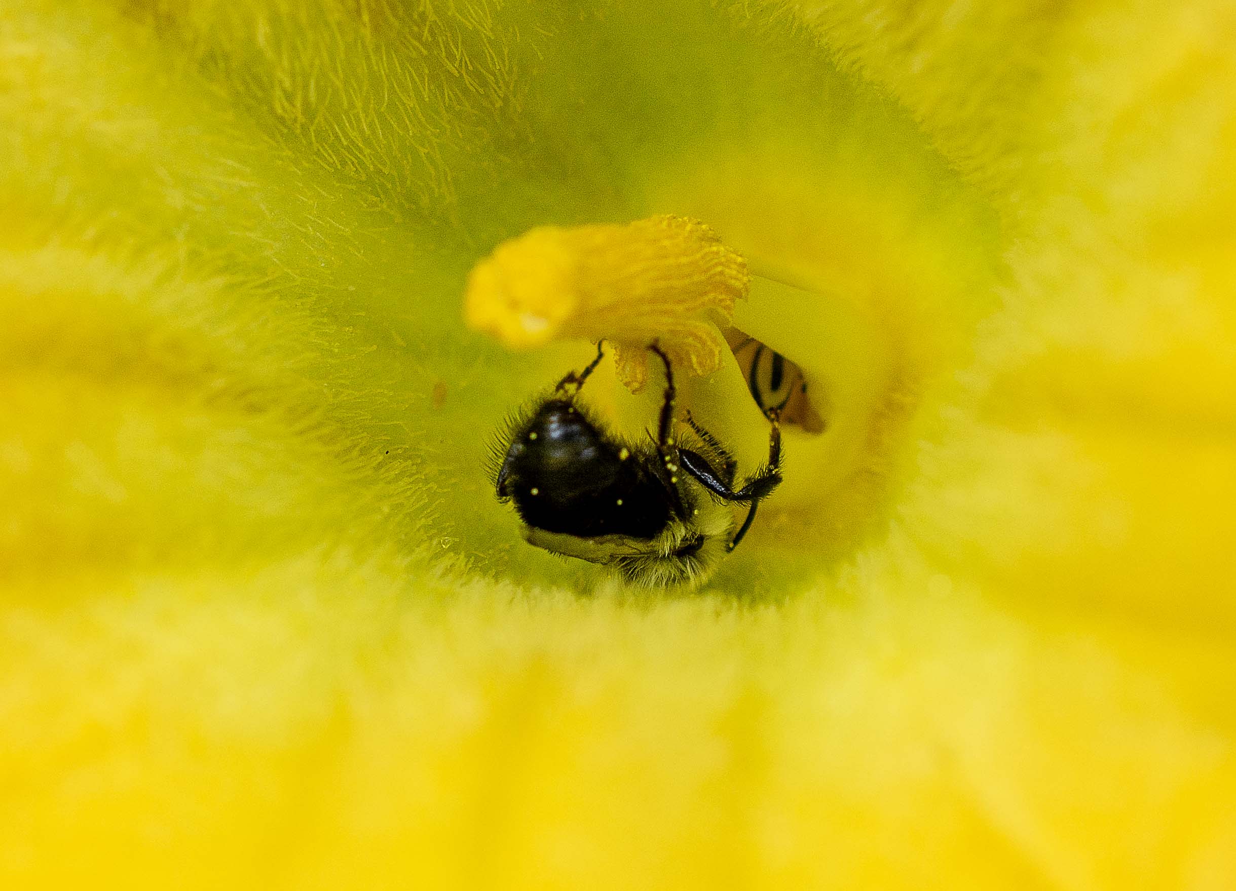 native bee