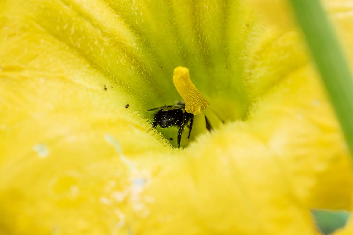 native bee