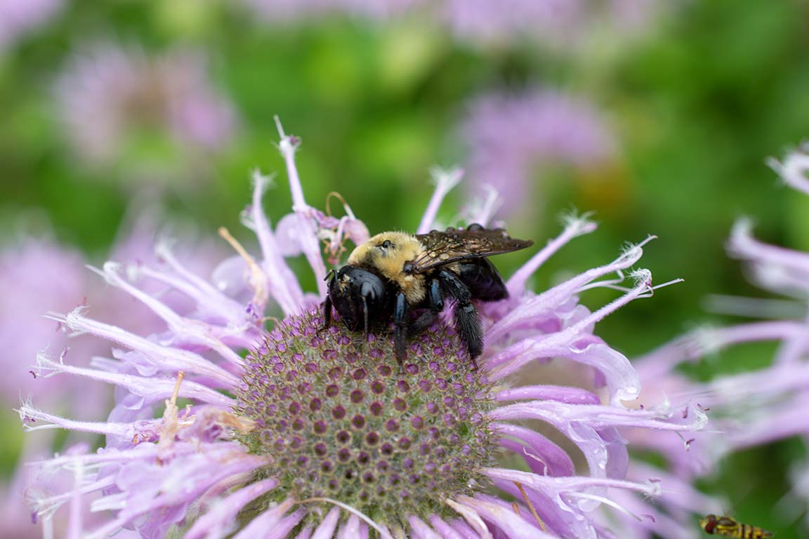 native bee