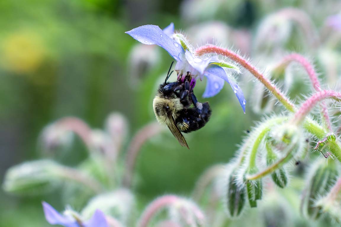 native bee