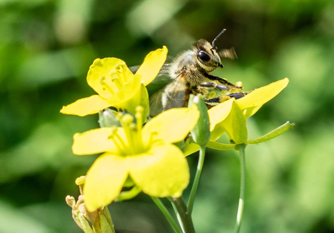native bee