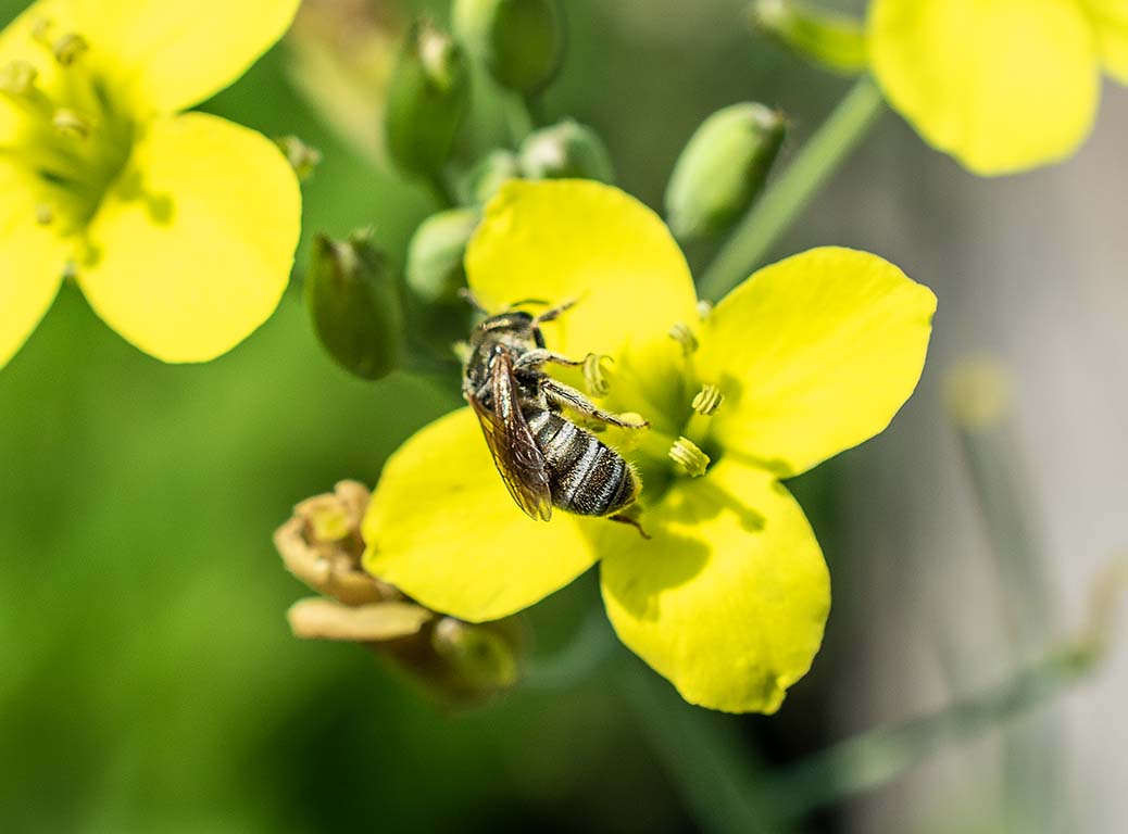 native bee
