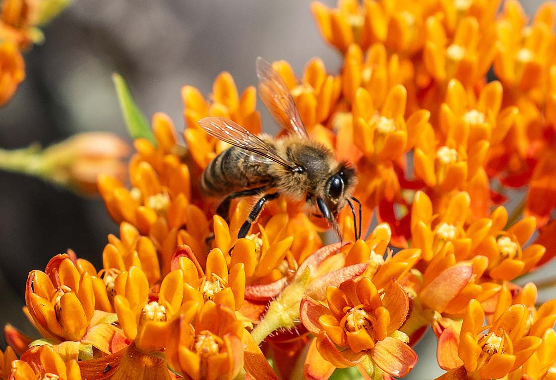 native bee