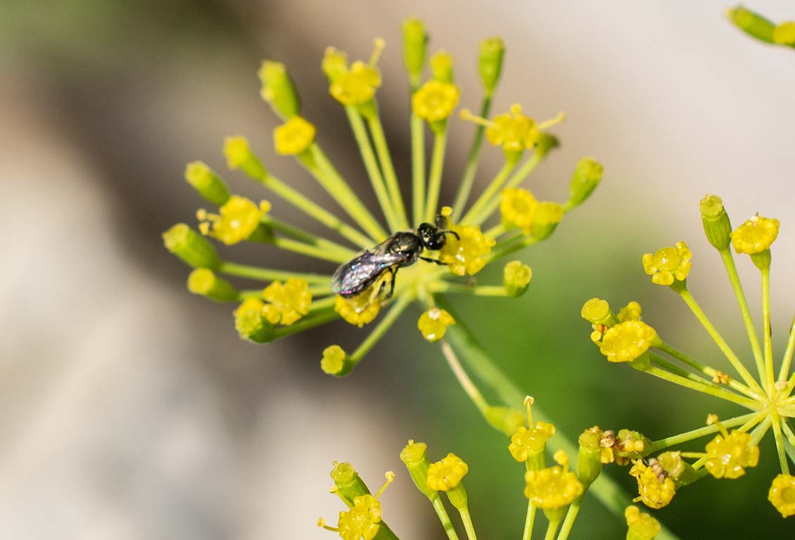 native bee