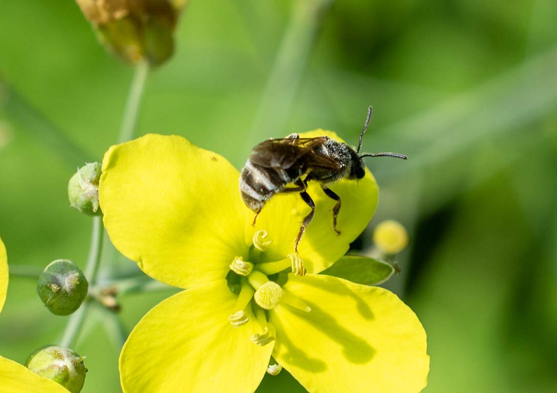 native bee