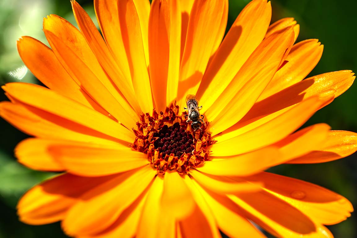 native bee