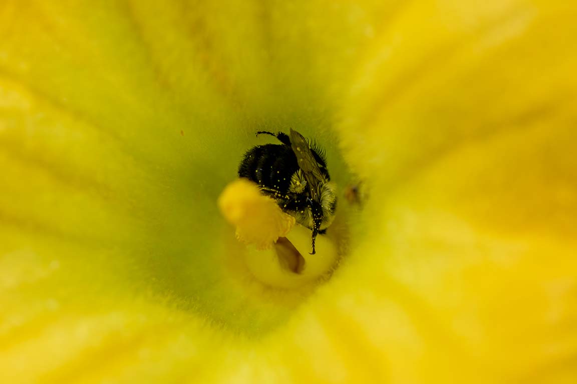 native bee