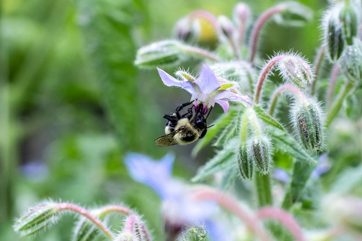 native bee