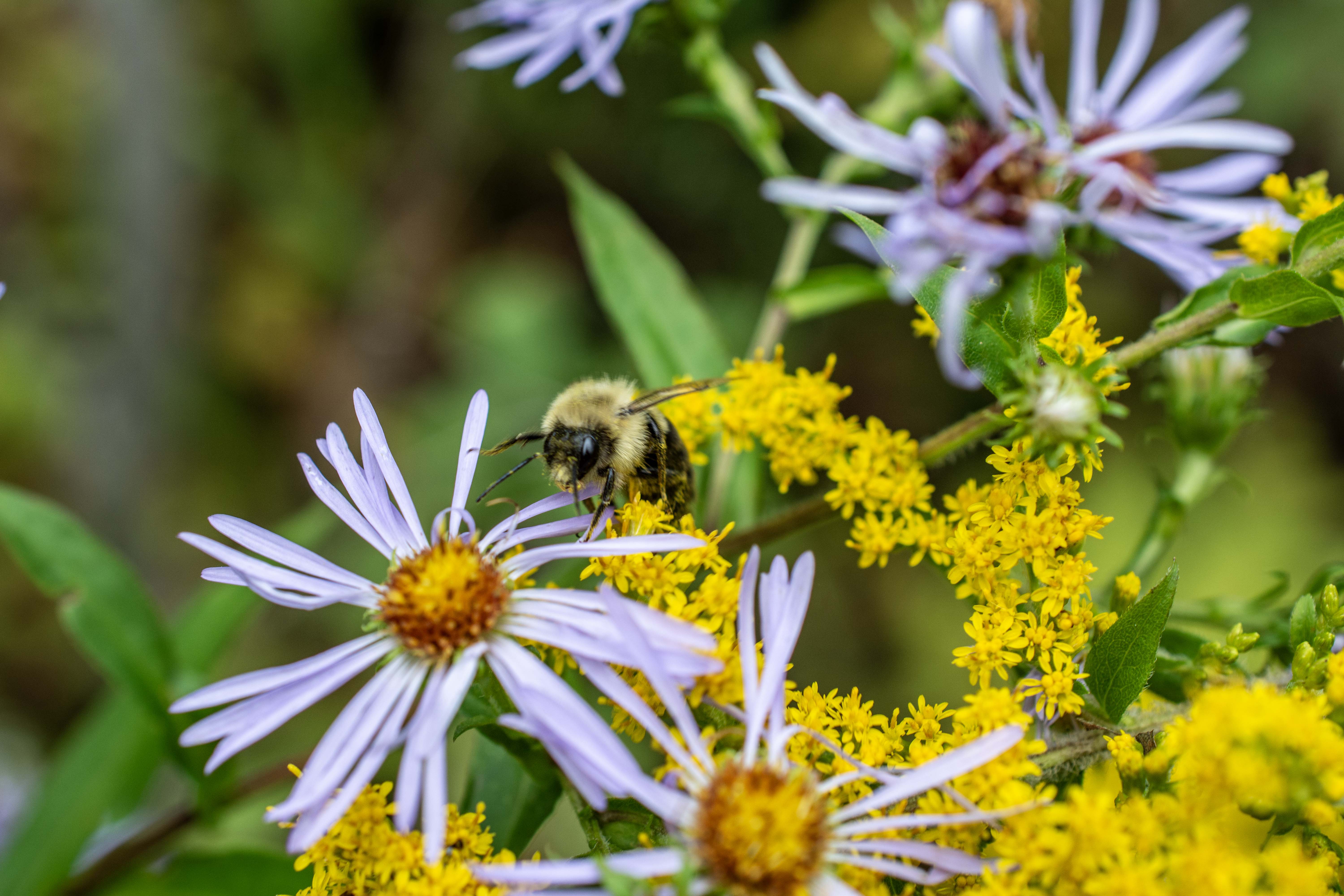 native bee