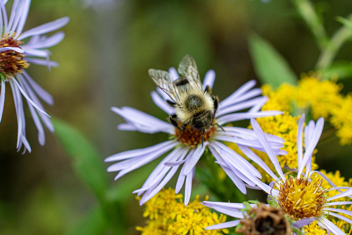 native bee