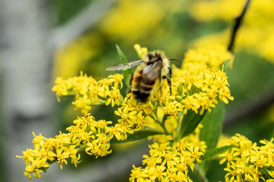 native bee