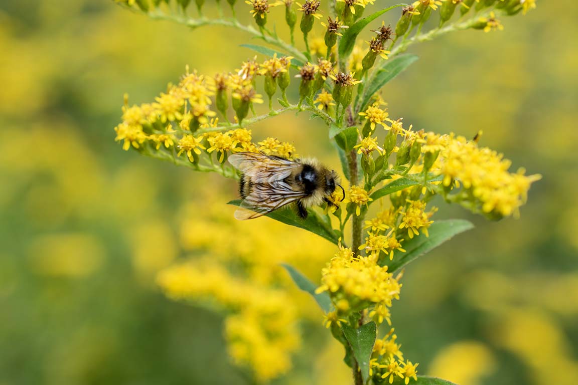 native bee