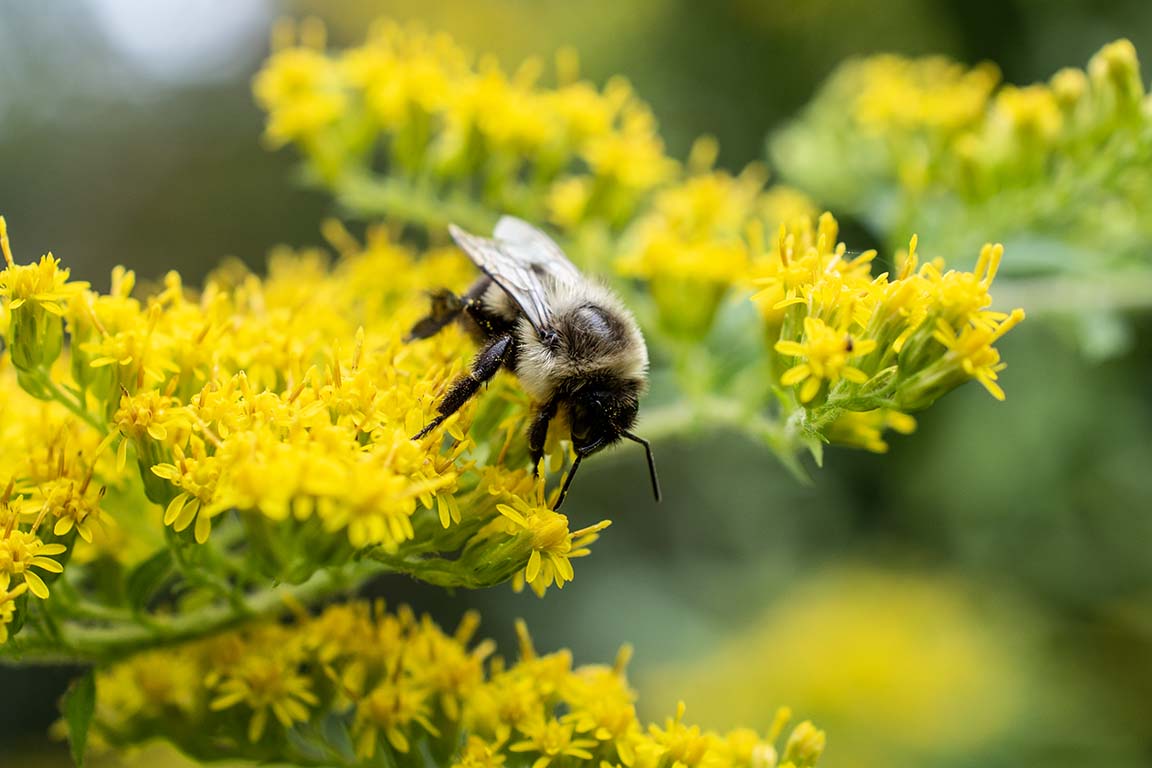 native bee