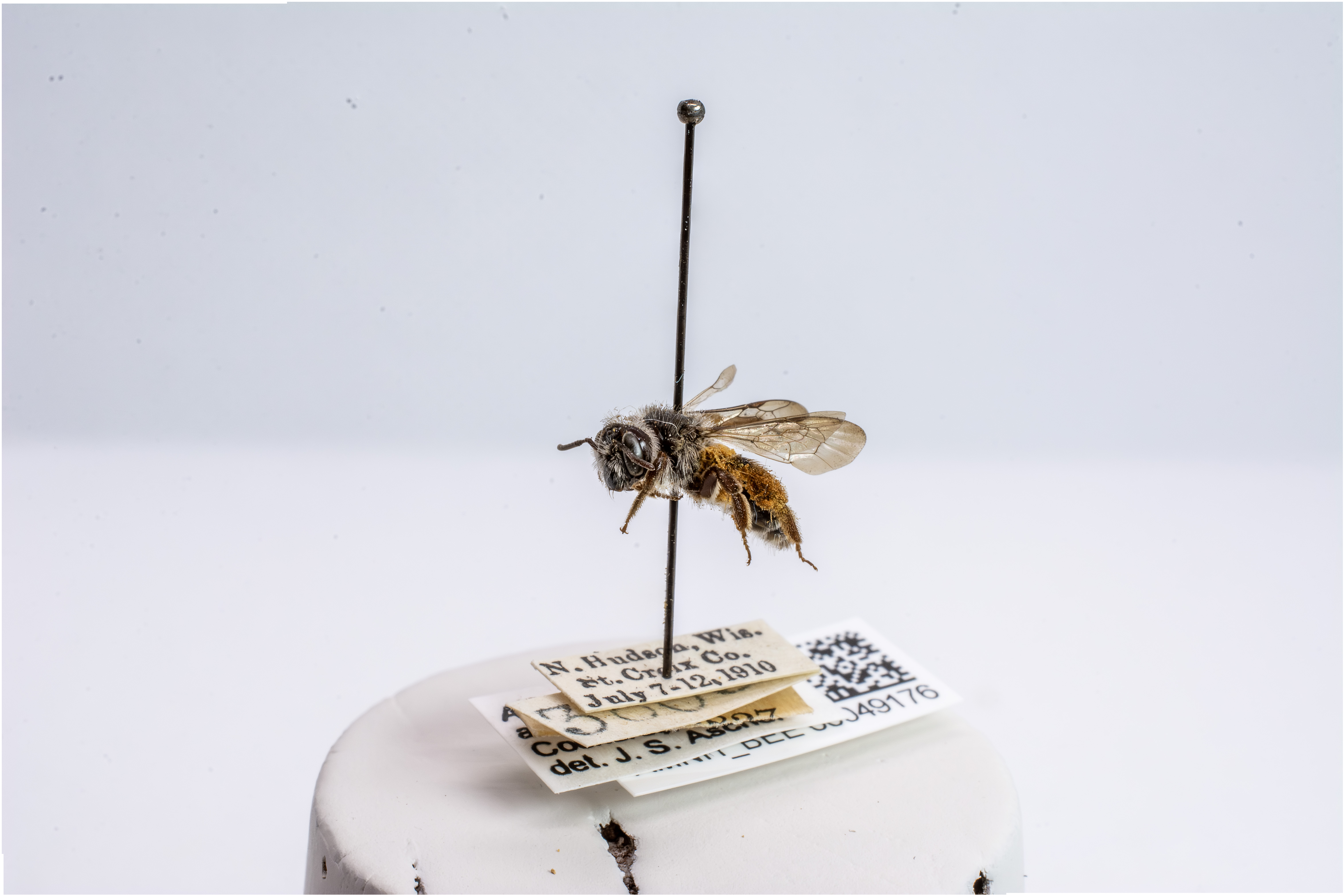 bee specimen