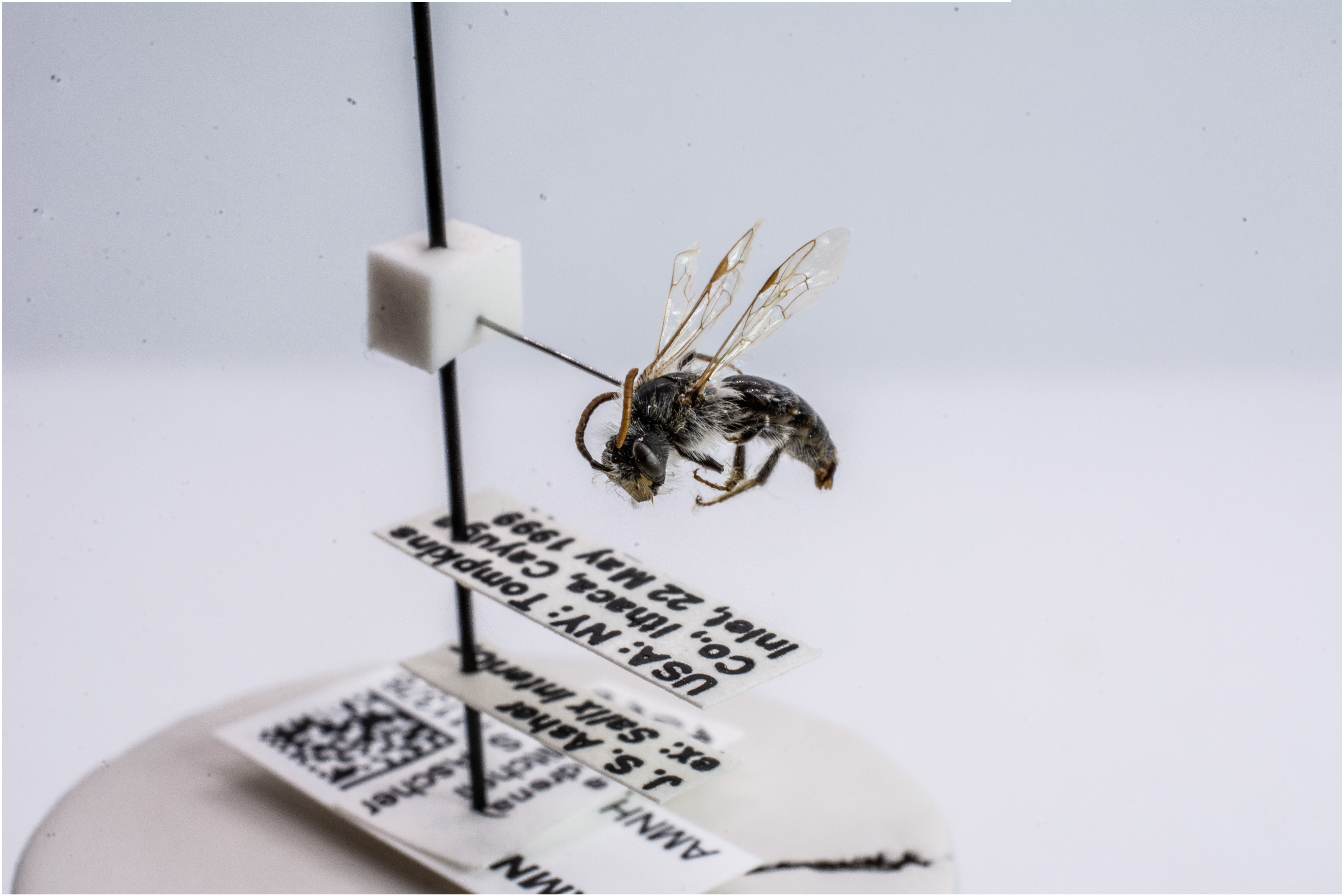 bee specimen