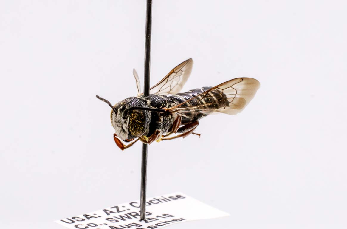 bee speciment