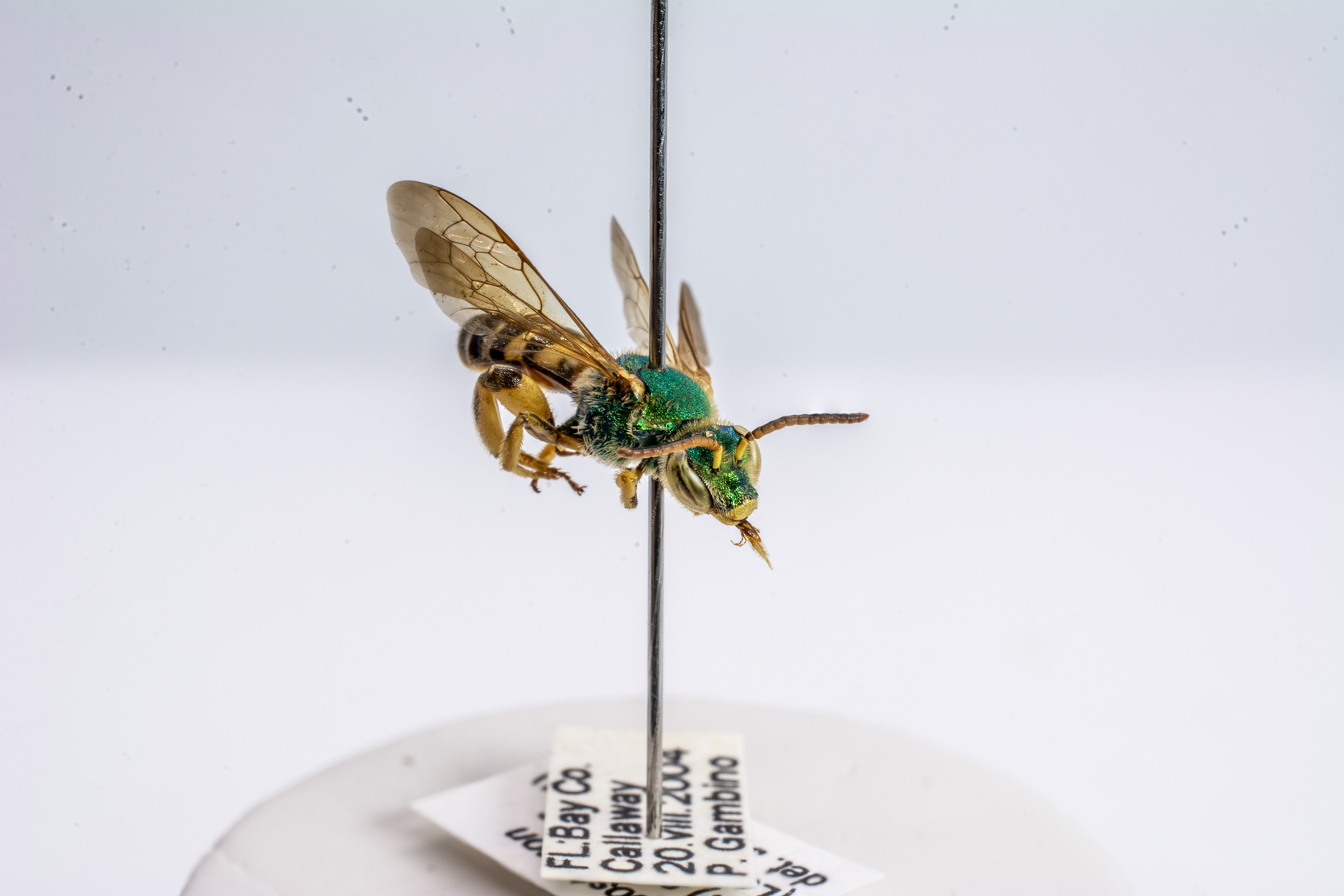 bee specimen