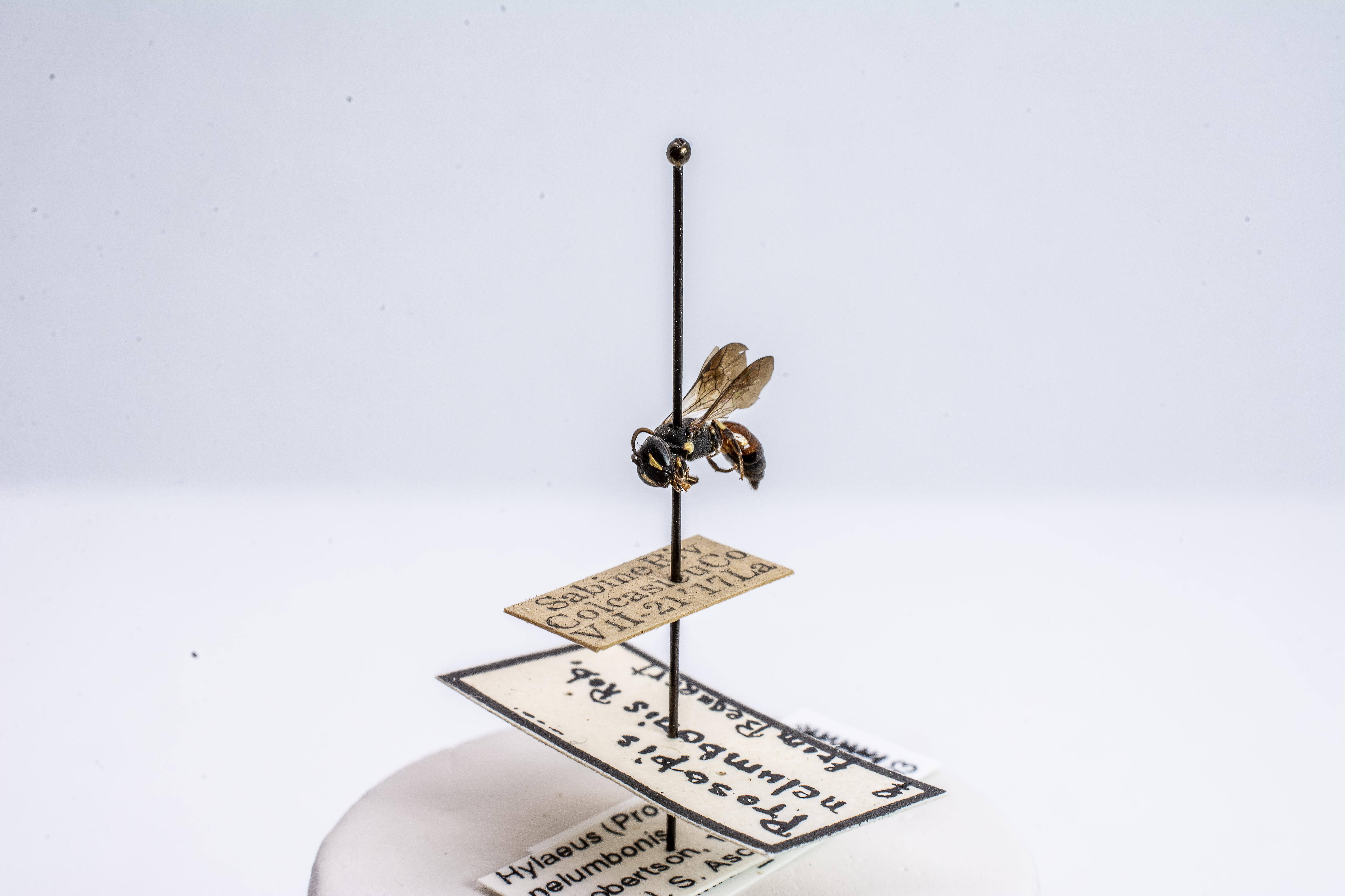 bee specimen