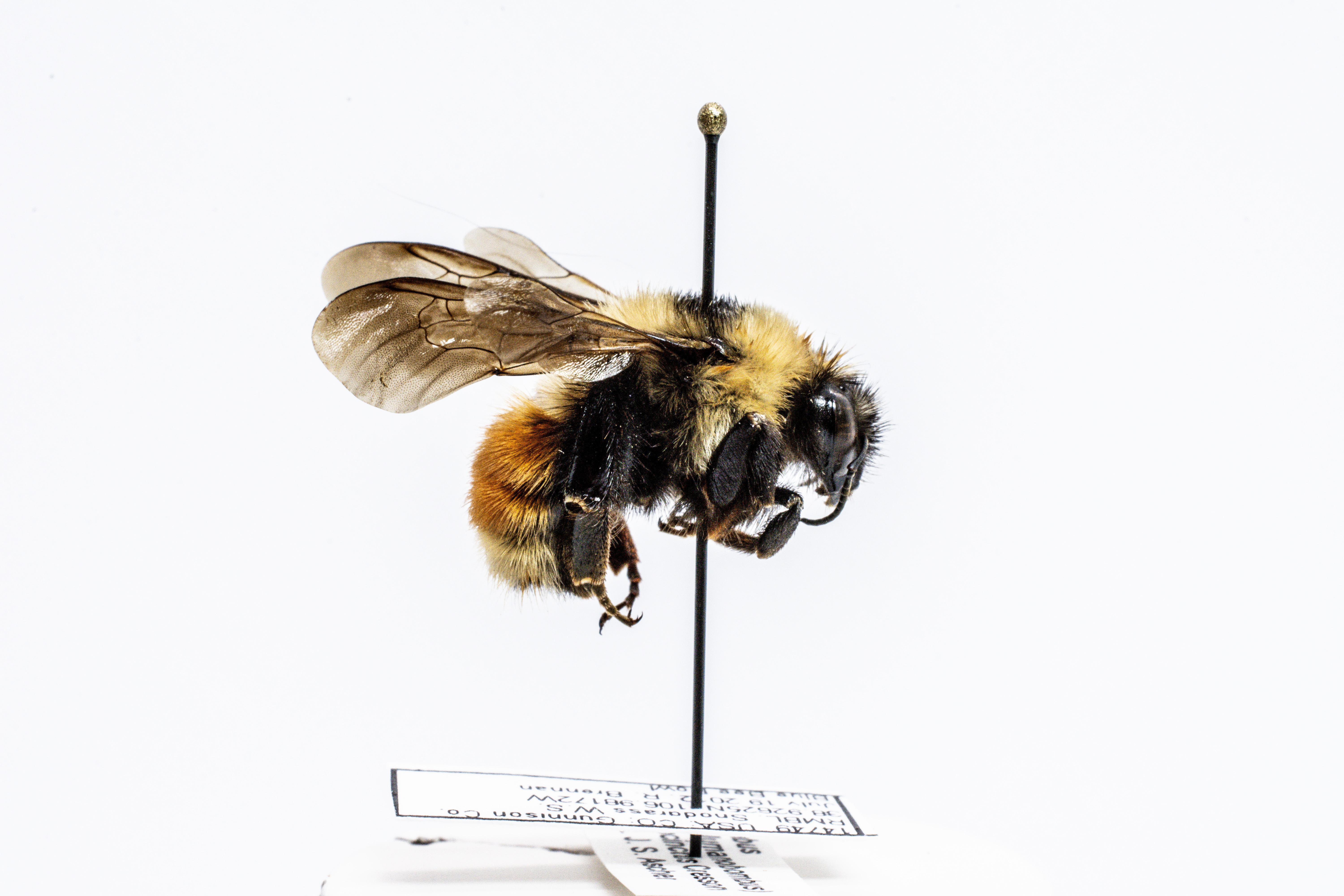 bee specimen