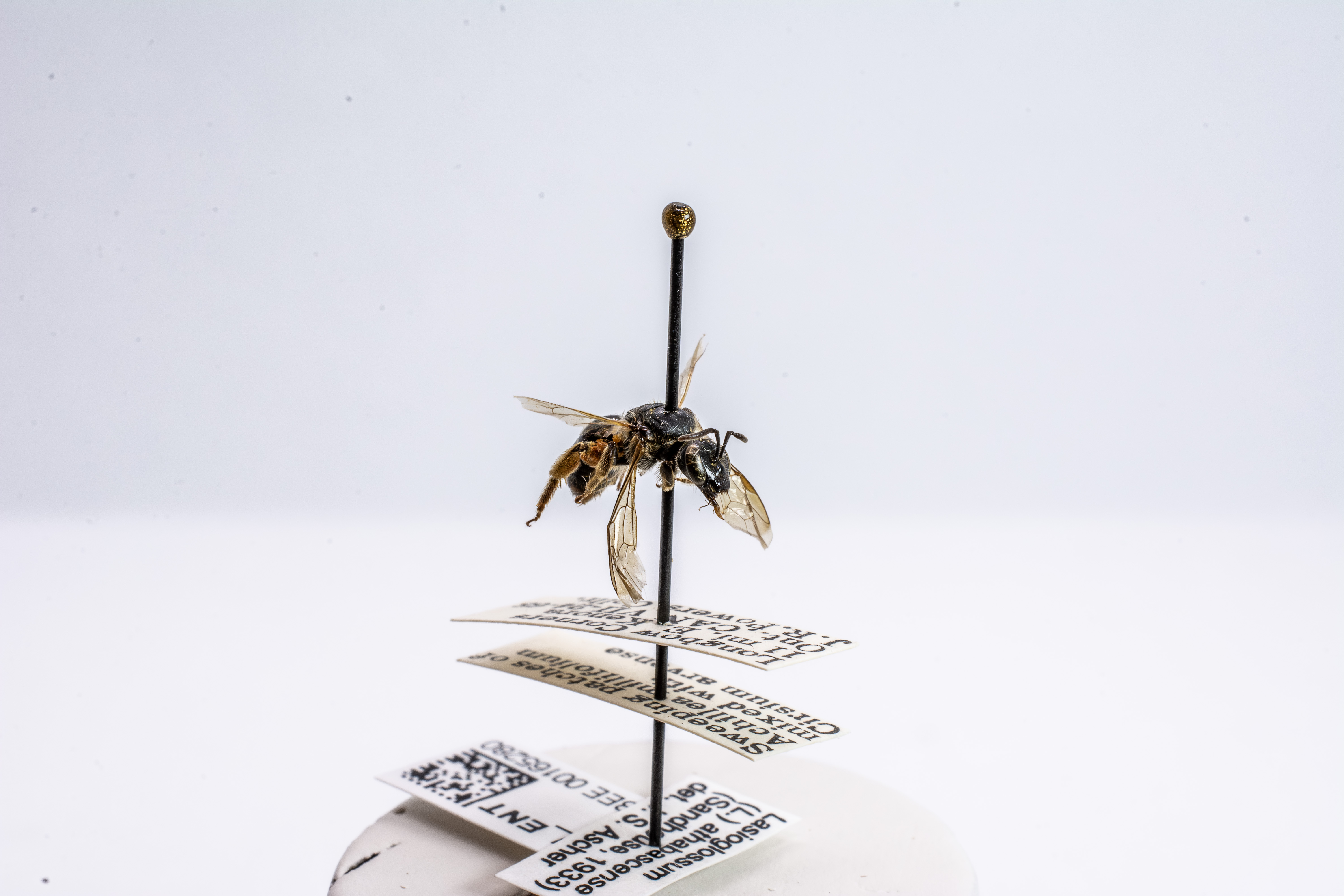 bee specimen