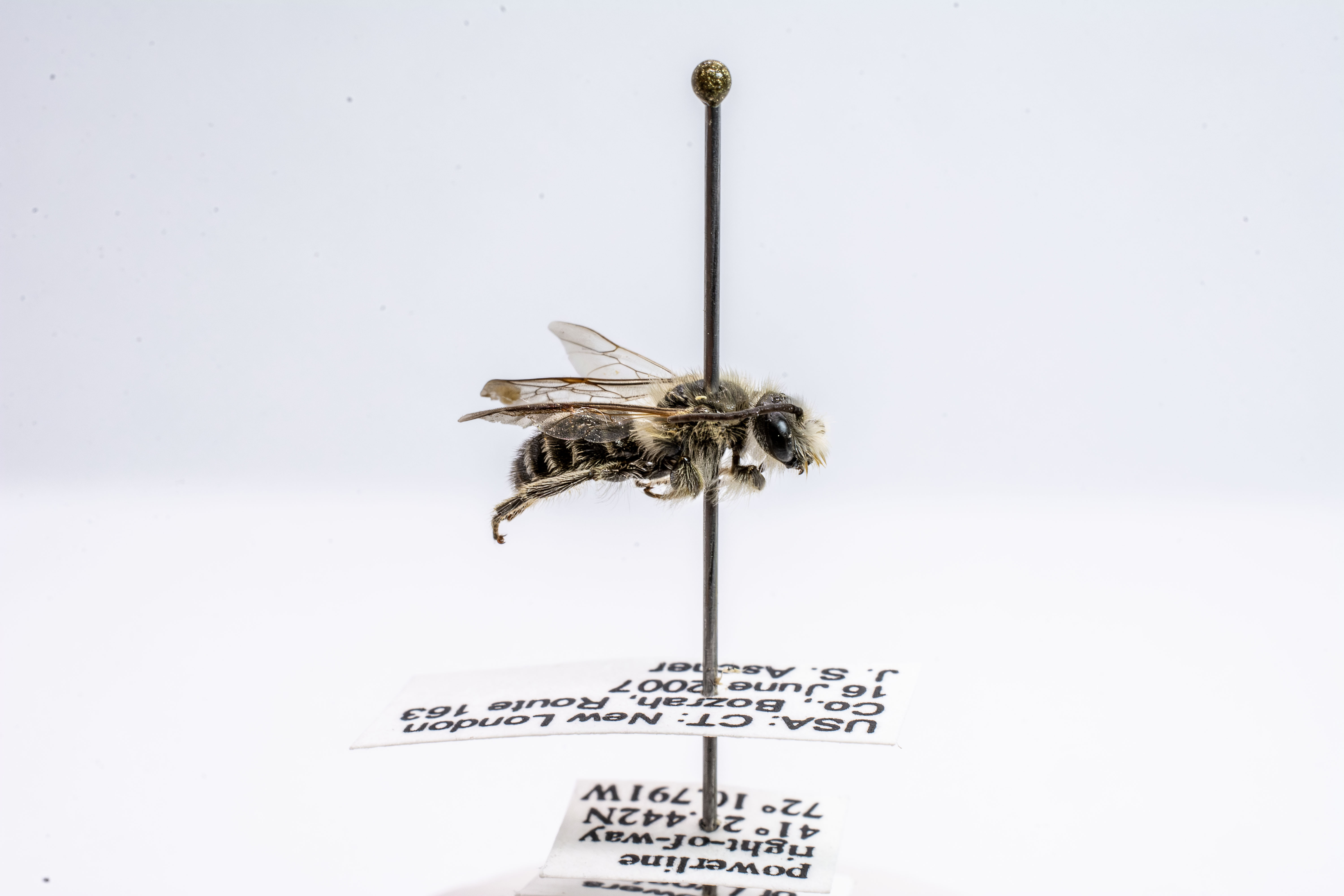 bee specimen