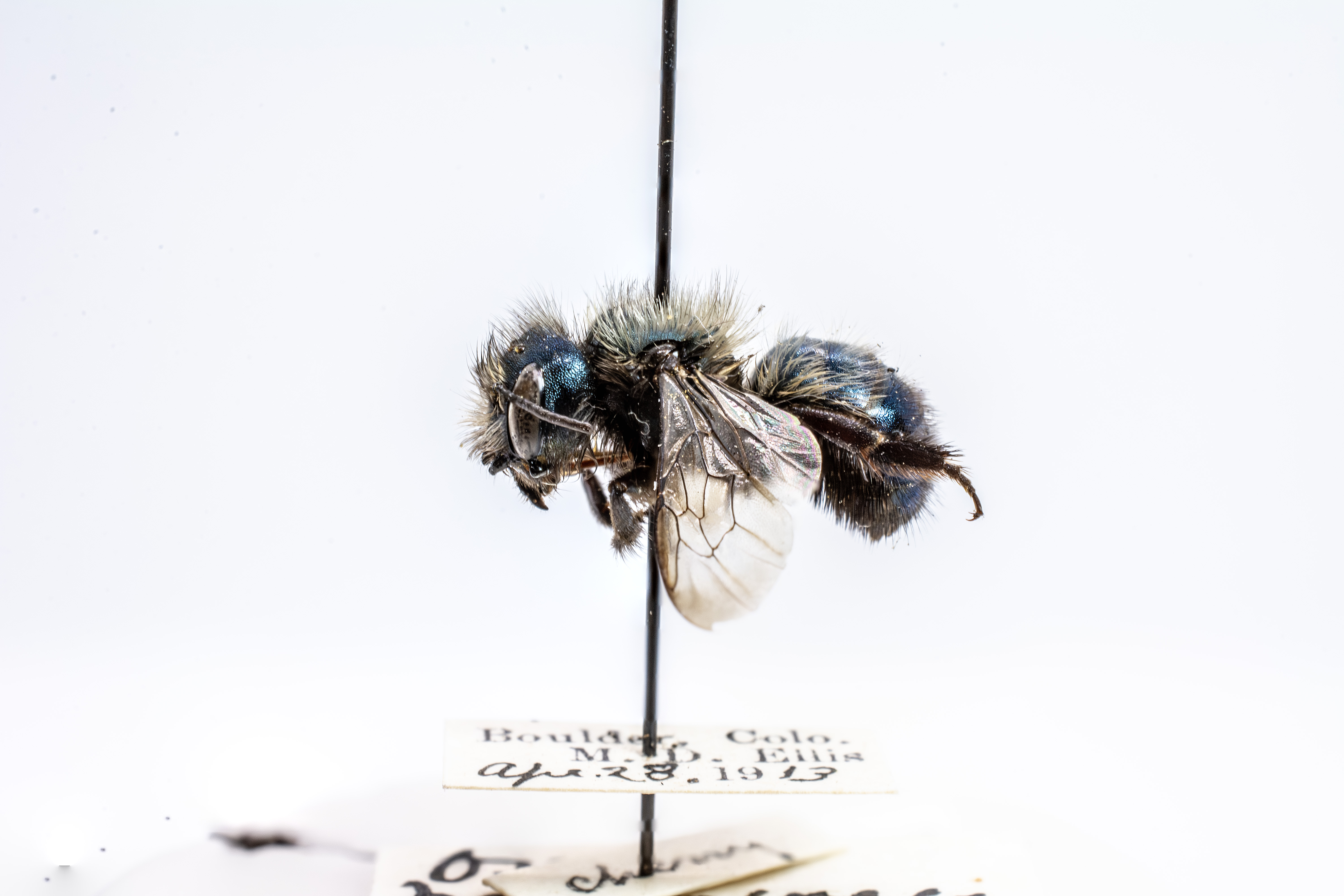 bee specimen