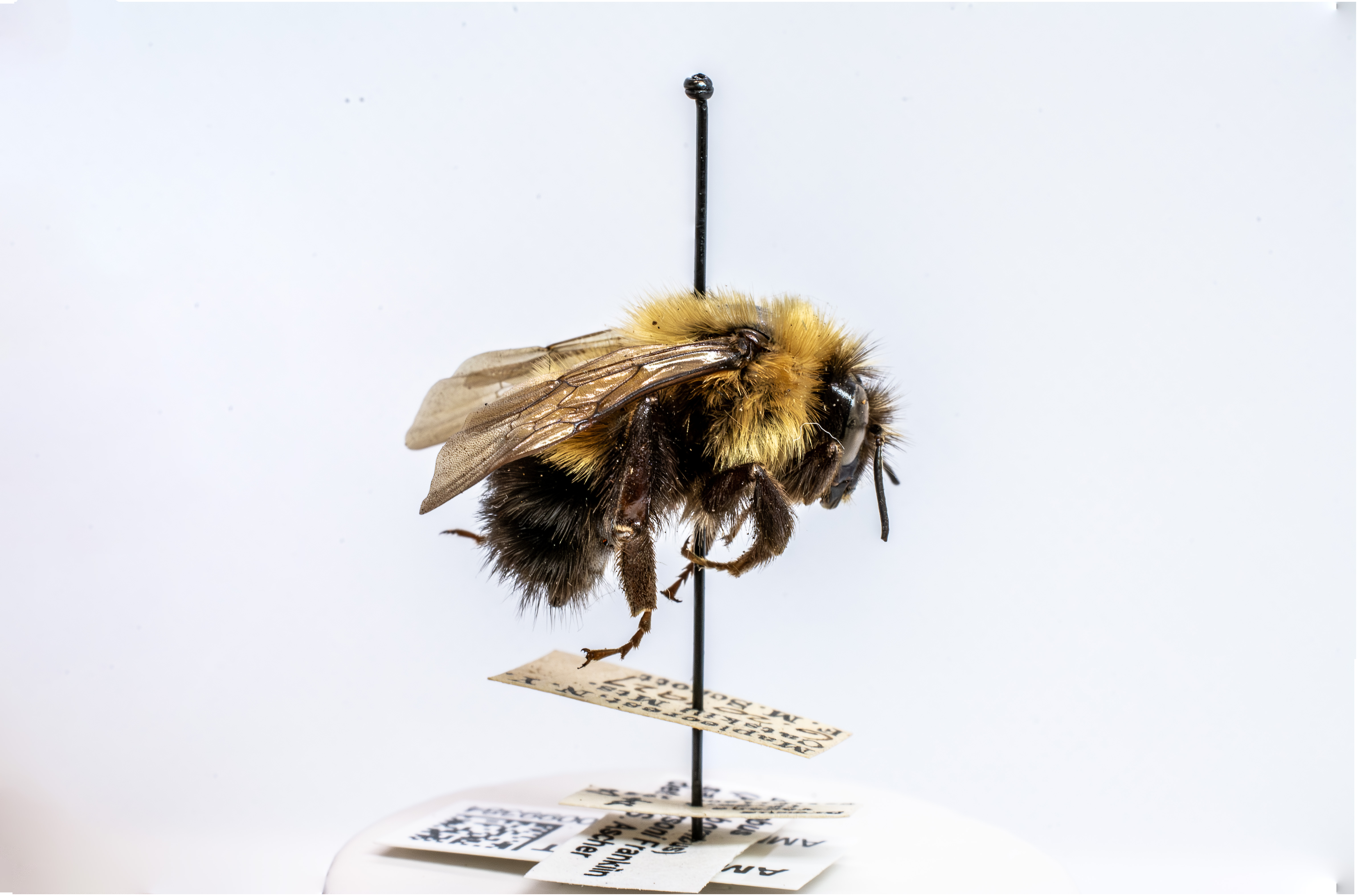 bee specimen