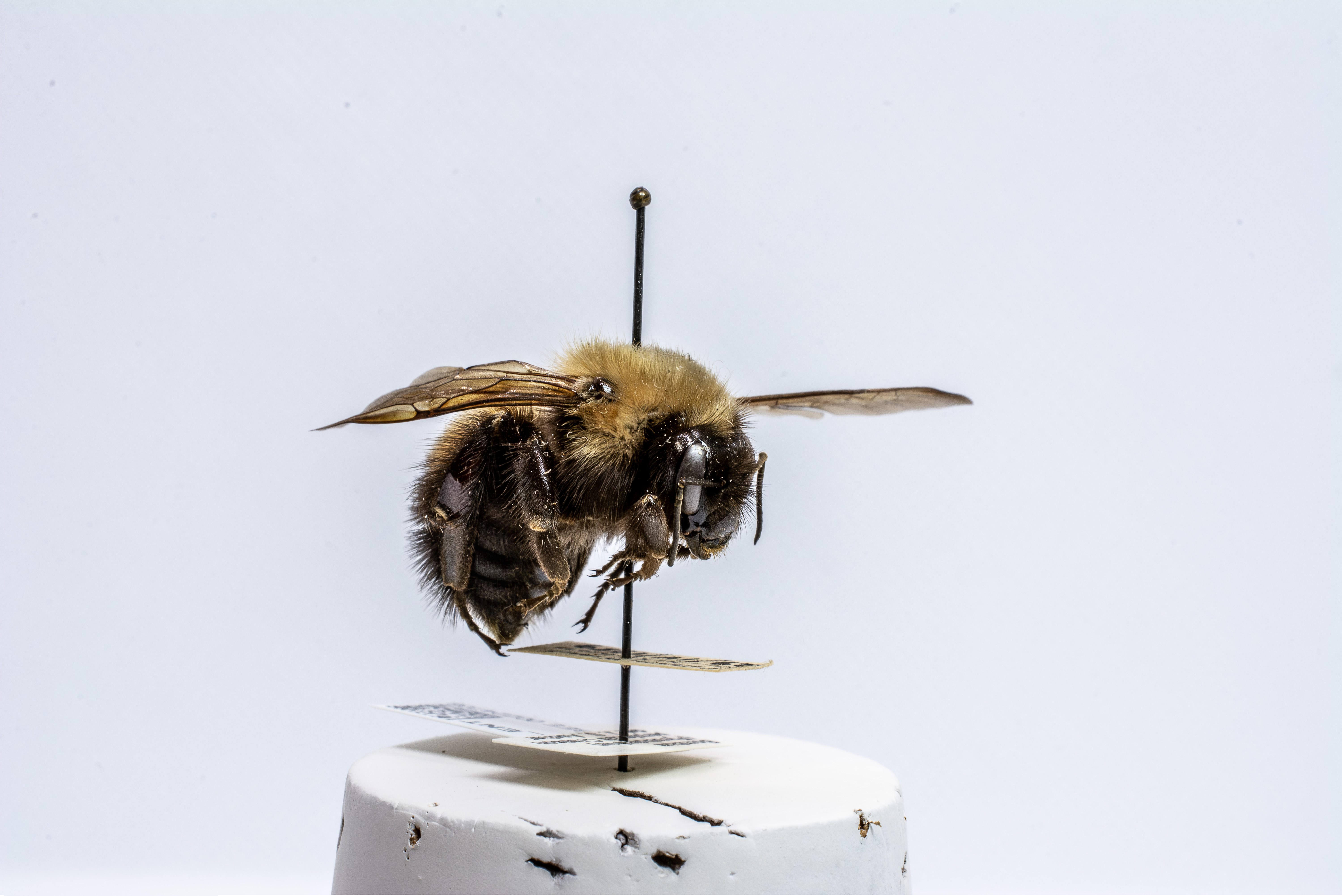 bee specimen
