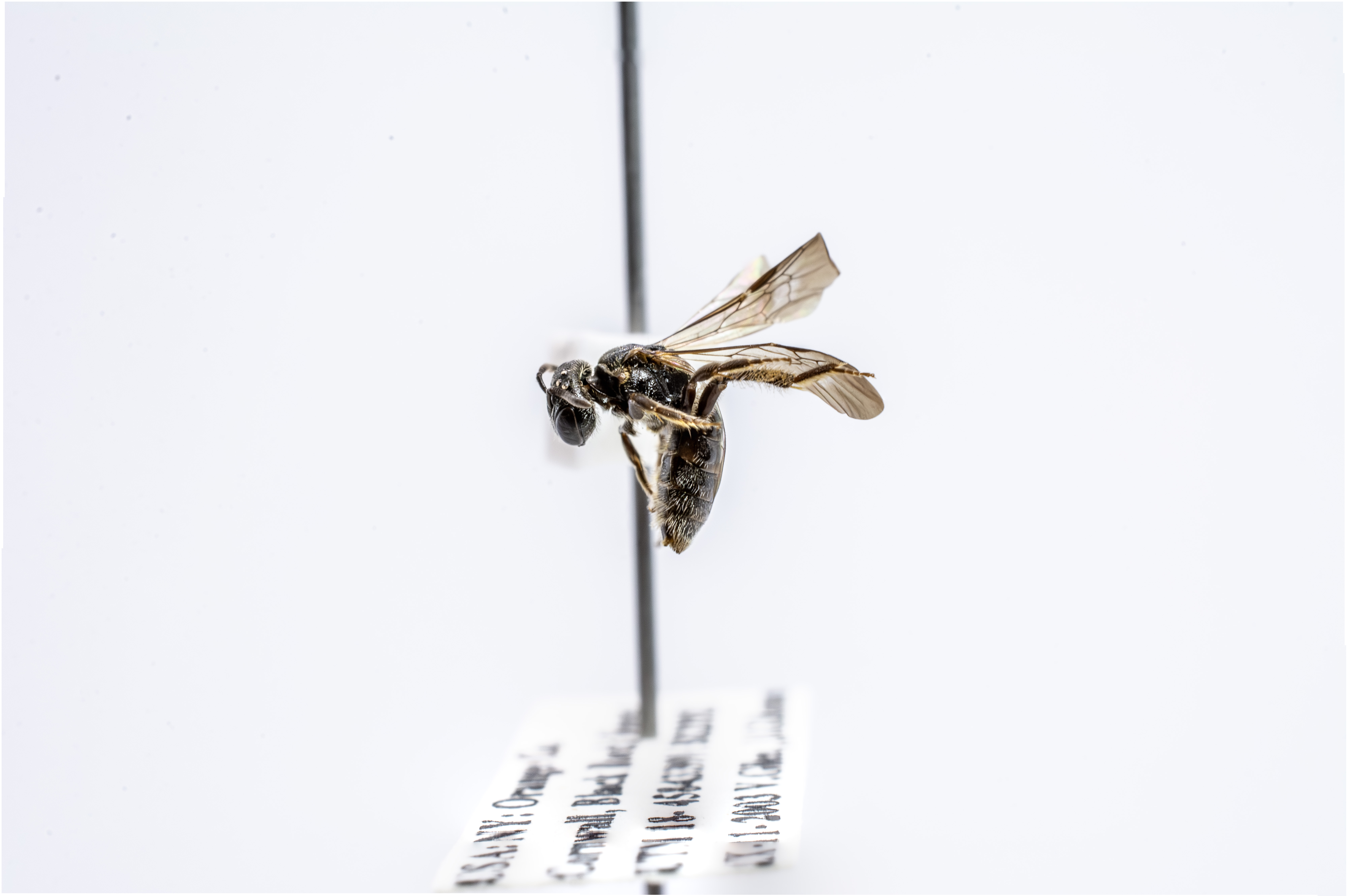 bee specimen