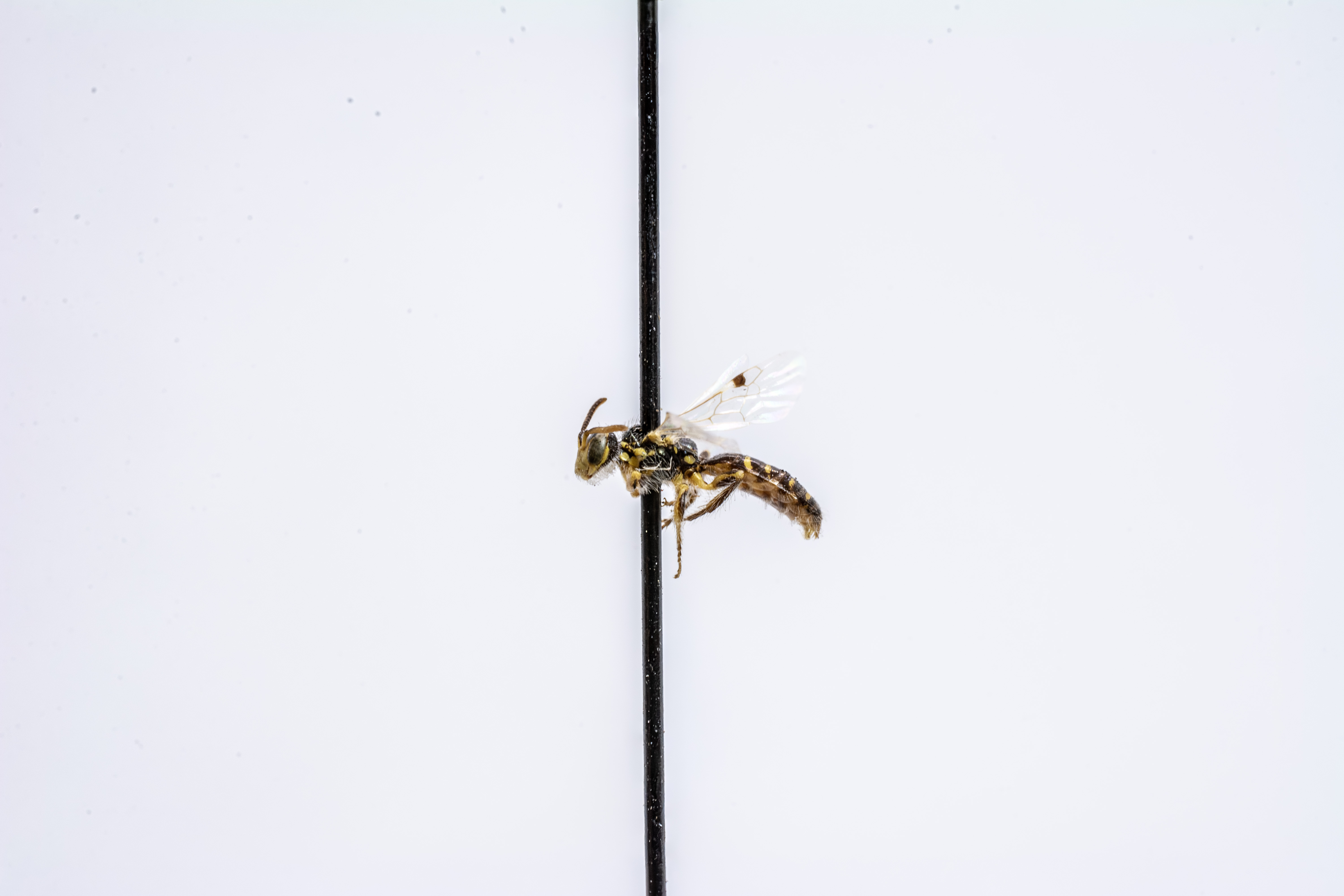 bee specimen