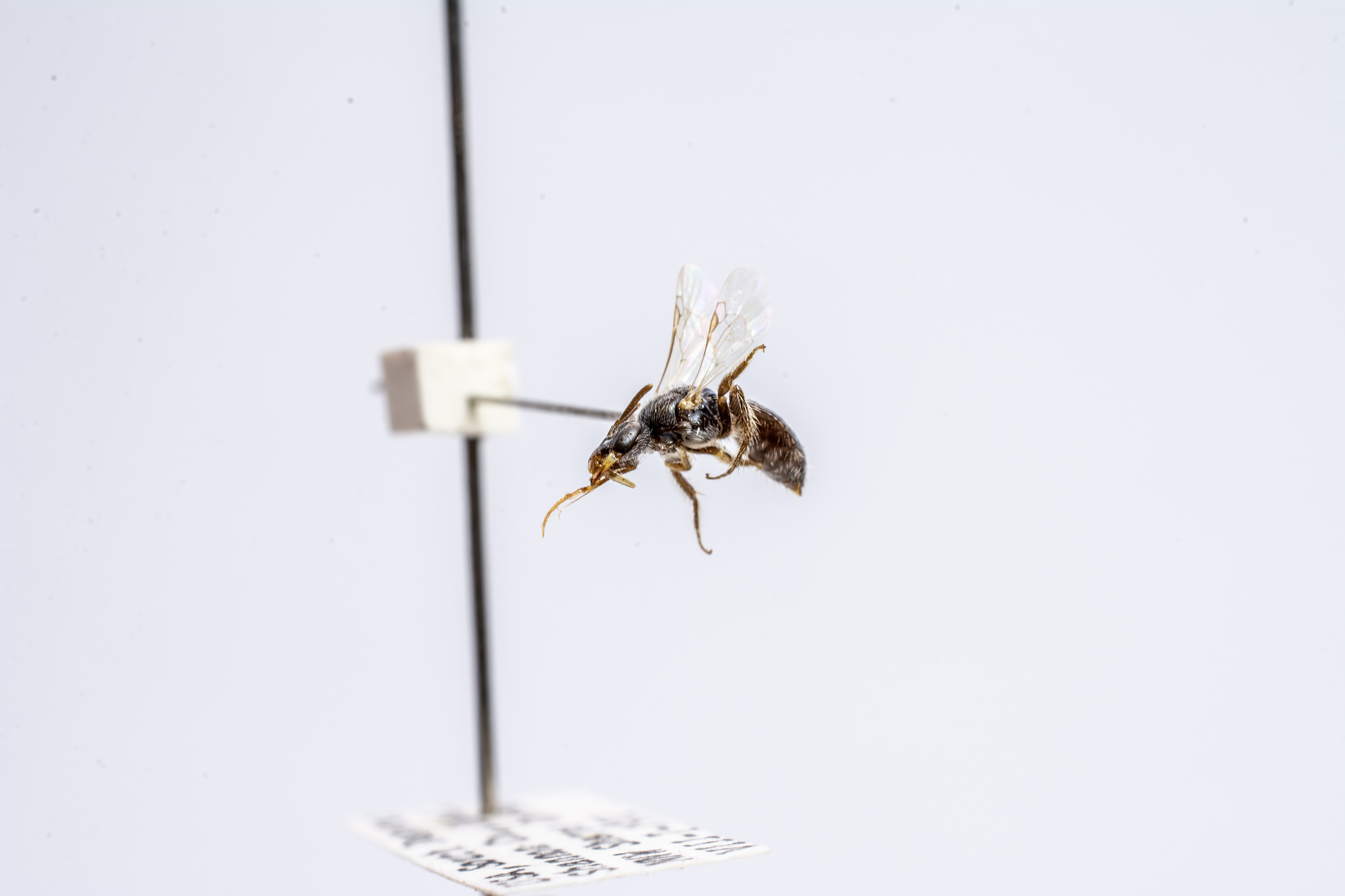 bee specimen