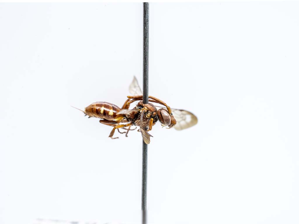 bee specimen