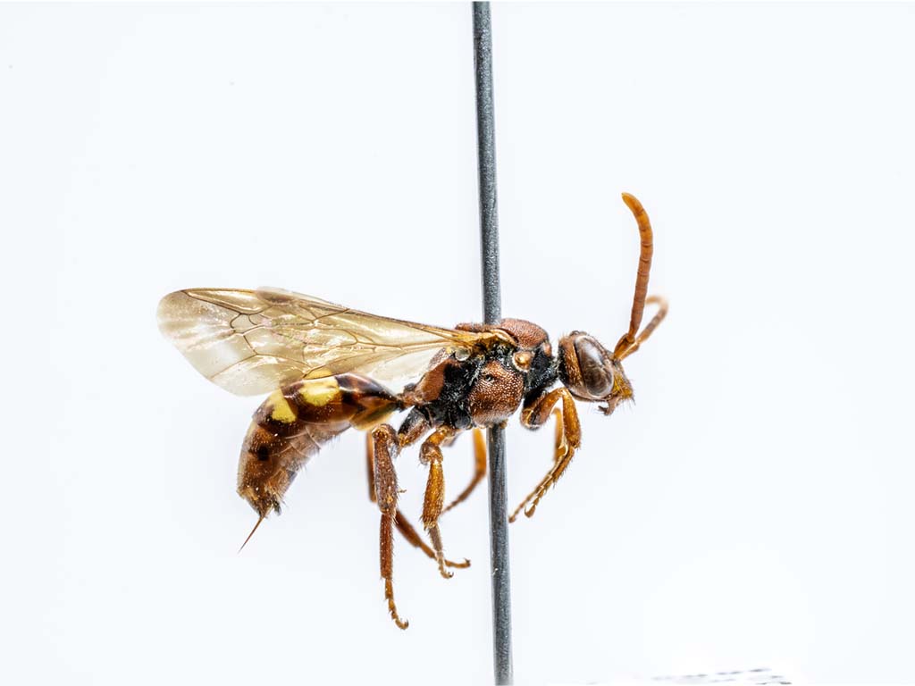 bee specimen