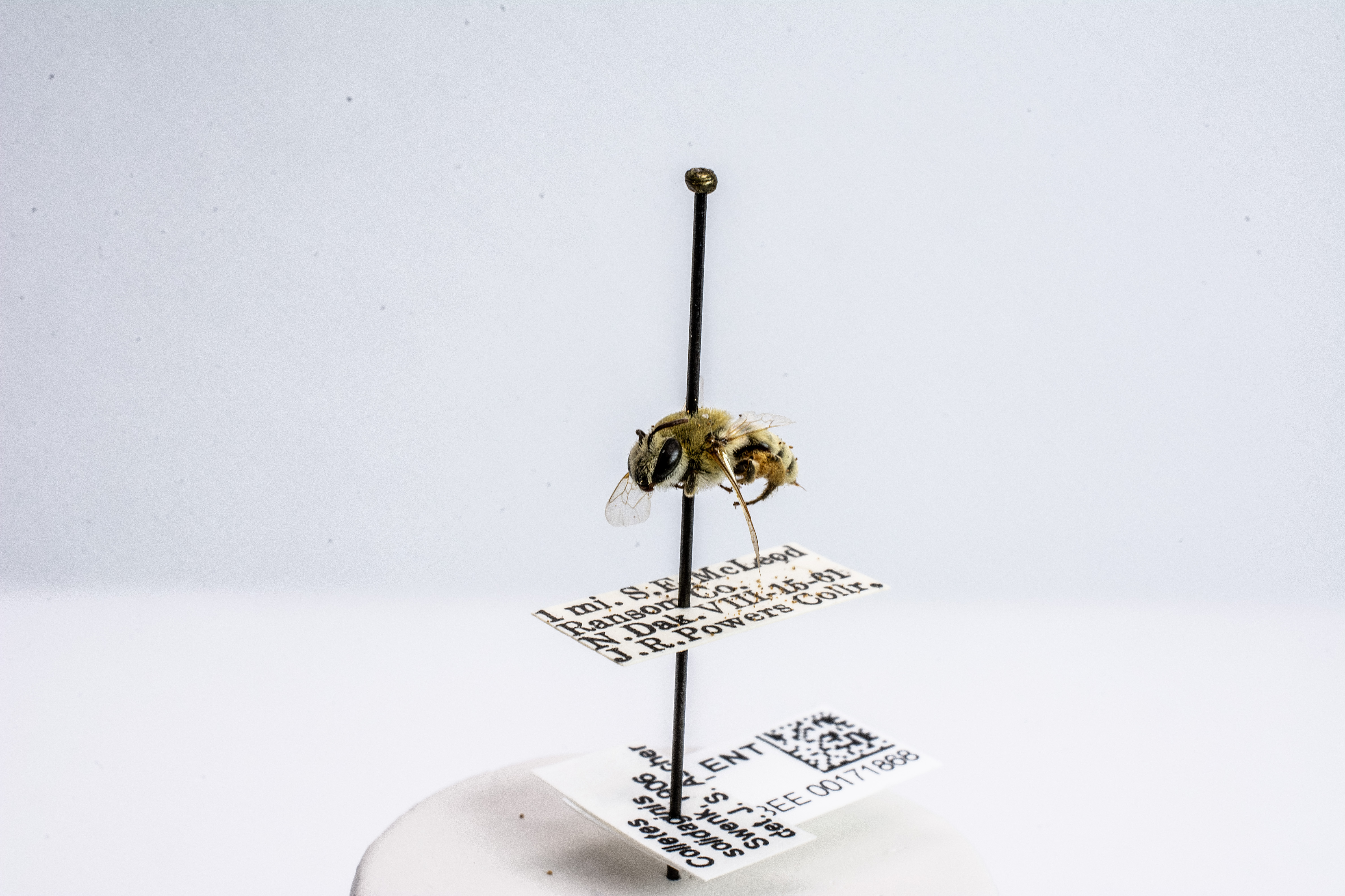 bee specimen