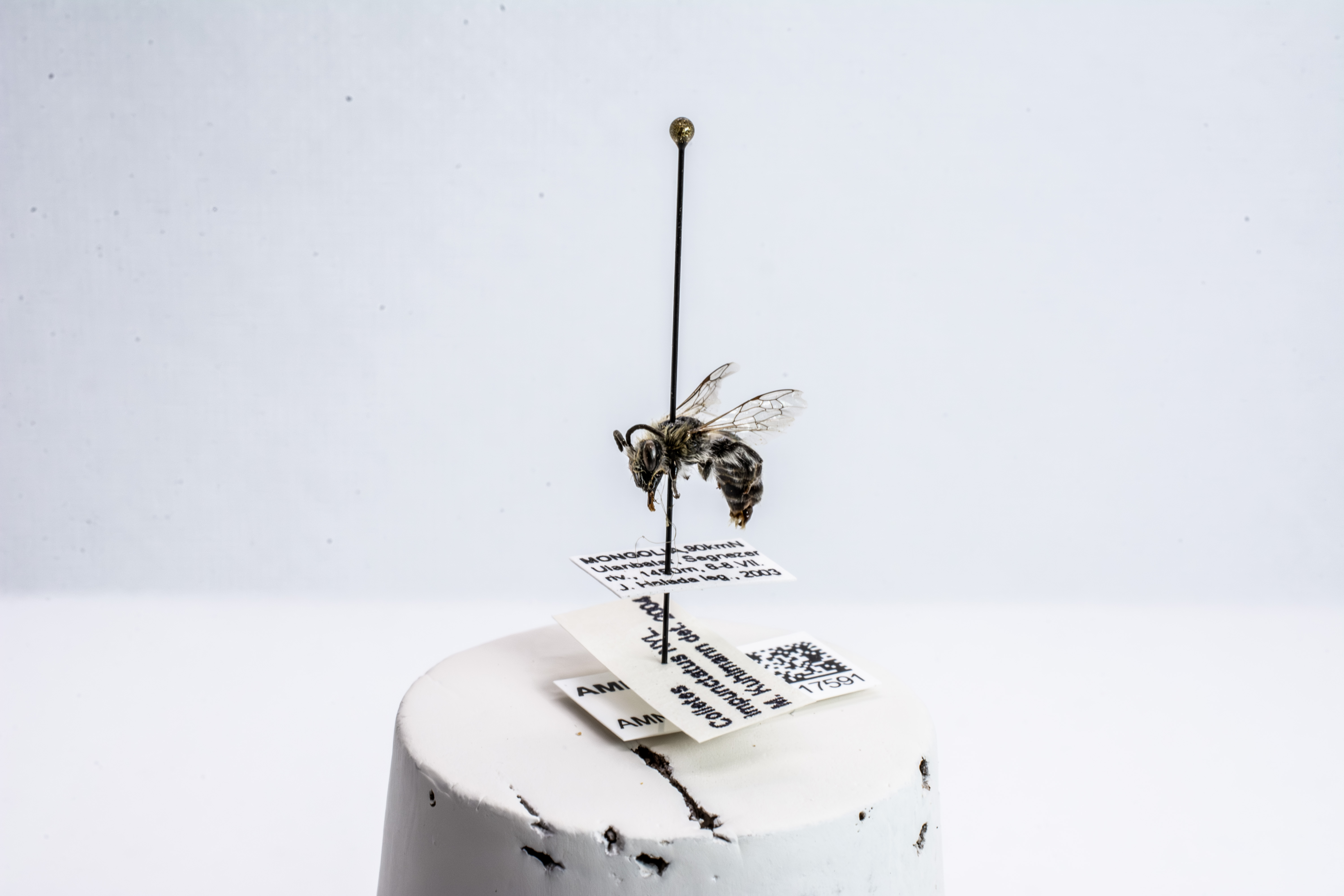 bee specimen